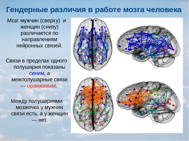 Мозг мужчин различия. Полушария головного мозга у мужчин и женщин. Полушария мужчины и женщины. Нейронные связи между полушариями. Полушария мозга мужчины и женщины.